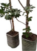 Azarero, Planta - Arbol ( Para Conocedores ) No Hago Envios 0