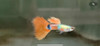 Peces Lebistes Guppy Platinum Red Tail 0