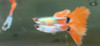 Peces Lebistes Guppy Platinum Red Tail 1
