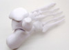 Pie Humano Huesos Impreso En 3d 3dimpressions 6
