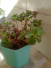 Planta Suculenta Natural 3