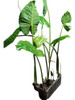 Planta Alocasia Oreja De Elefante Grande Con Tierra Regalo 0 Planta Alocasia Oreja De Elefante Grande Con Tierra Regalo 0