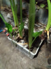 Planta Alocasia Oreja De Elefante Grande Con Tierra Regalo 3 Planta Alocasia Oreja De Elefante Grande Con Tierra Regalo 3