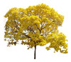 Árbol Lapacho 2.5m 0