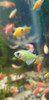 Pez Monjita Verde 0