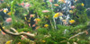 Pez Monjita Verde 6