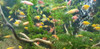 Pez Monjita Verde 7