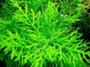 Combo-pack Plantas Low Tech 7 Sp Acuarios-estanques 1