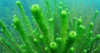 Combo-pack Plantas Low Tech 7 Sp Acuarios-estanques 4