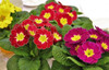 Semillas Flores - Primula - Envíos 3