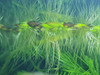 Planta Acuatica, Spirodela Polyrhiza, Lenteja De Agua, 20 U. 3