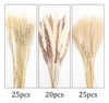 Capim-dos-pampas Secos, Decoração De Capim-dos-pampas, Capim 3