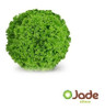 Sementes Alface Crespa Jade 7.500 Sementes 2