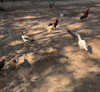 6 Ovos De Galo Índio Genética Altamente Apurada 2