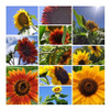 Mix Girasoles 4 Variedades Sobre Semillas. 1