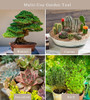 Kit Herramientas Bonsai 22 Piezas Iniciación Marca Peeornt 5