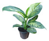 Planta Dieffenbachia Tropic 0