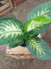 Planta Dieffenbachia Tropic 1