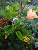 Planta Hibisco Naranja 4