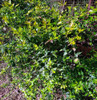 Abelia Grandiflora Aurea 3