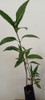 Planta Ruellia Flor Violeta 1