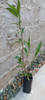 Planta Ruellia Flor Violeta 3