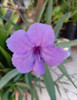 Planta Ruellia Flor Violeta 5
