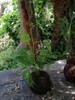 Monstera Adansonii 3