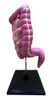 Intestino Humano - Maqueta 3d 1:1 Escala Real 1