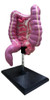 Intestino Humano - Maqueta 3d 1:1 Escala Real 2