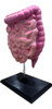 Intestino Humano - Maqueta 3d 1:1 Escala Real 3