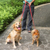Correa Ajustable Del Perro, Petbaba Formacion Perro Plomo P 3