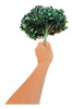 Flor De Hortência Verde Seca Natural Decoração 2