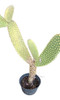 Cactus Oreja De Mickey 0