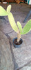 Cactus Oreja De Mickey 1