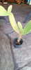 Cactus Oreja De Mickey 2