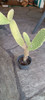 Cactus Oreja De Mickey 3