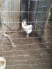 Pollo Brahama 2