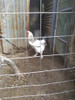 Pollo Brahama 3
