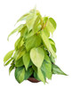 Planta Potus !! 0