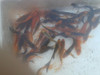 Peces Carpas Koi Brillantes, Veliferas 6  Cm 0