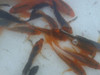 Peces Carpas Koi Brillantes, Veliferas 6  Cm 1