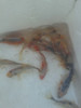 Peces Carpas Koi Brillantes, Veliferas 6  Cm 3