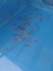 Peces Carpas Koi Brillantes, Veliferas 6  Cm 5