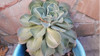 Suculenta Echeveria Gigantea 2