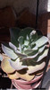 Suculenta Echeveria Gigantea 3