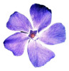 Planta De Vinca Floral Cubresuelo Perenne 0