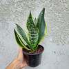 Espada De San Jorge / Sansevieria Laurentii P15 2