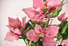 Plantas Artificiales Estrella Federal C/maceta . Regalosdeco 4