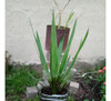 Planta Palmera Yuca 1